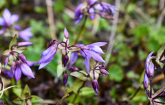 Gentianella rapunculoides