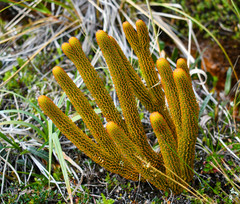 Phlegmariurus hystrix