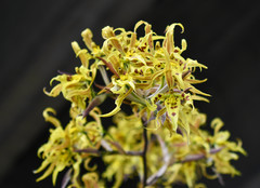 Cyrtochilum pardinum
