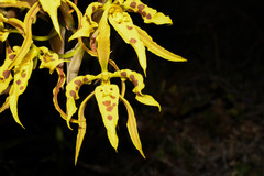 Cyrtochilum pardinum