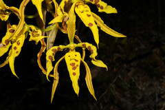 Cyrtochilum pardinum