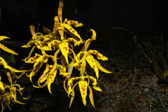 Cyrtochilum pardinum