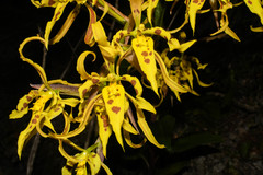 Cyrtochilum pardinum