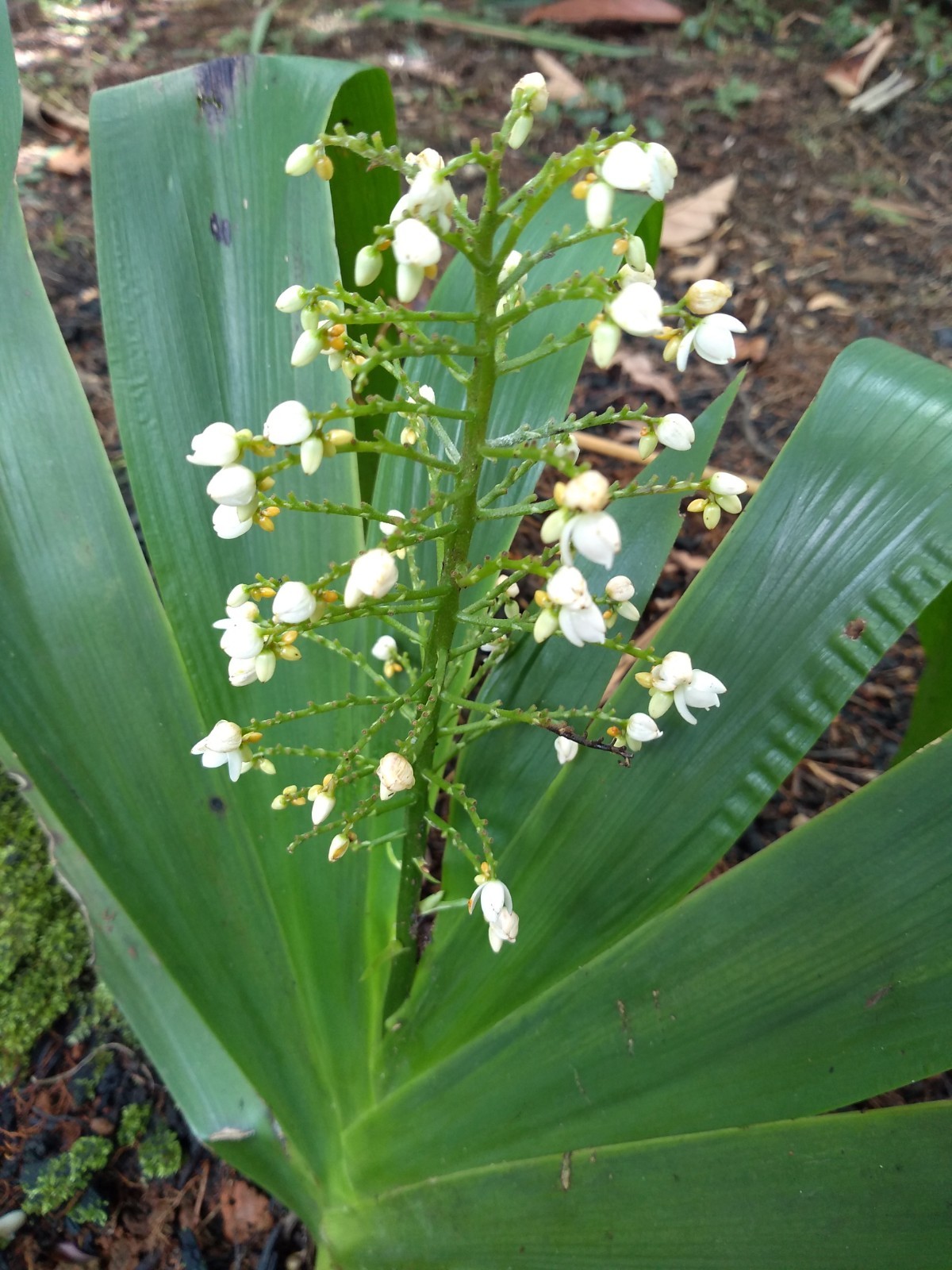 Xiphidium caeruleum