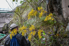 Cyrtochilum pardinum