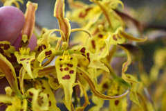 Cyrtochilum pardinum