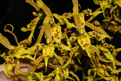 Cyrtochilum pardinum