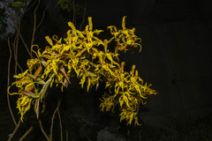Cyrtochilum pardinum