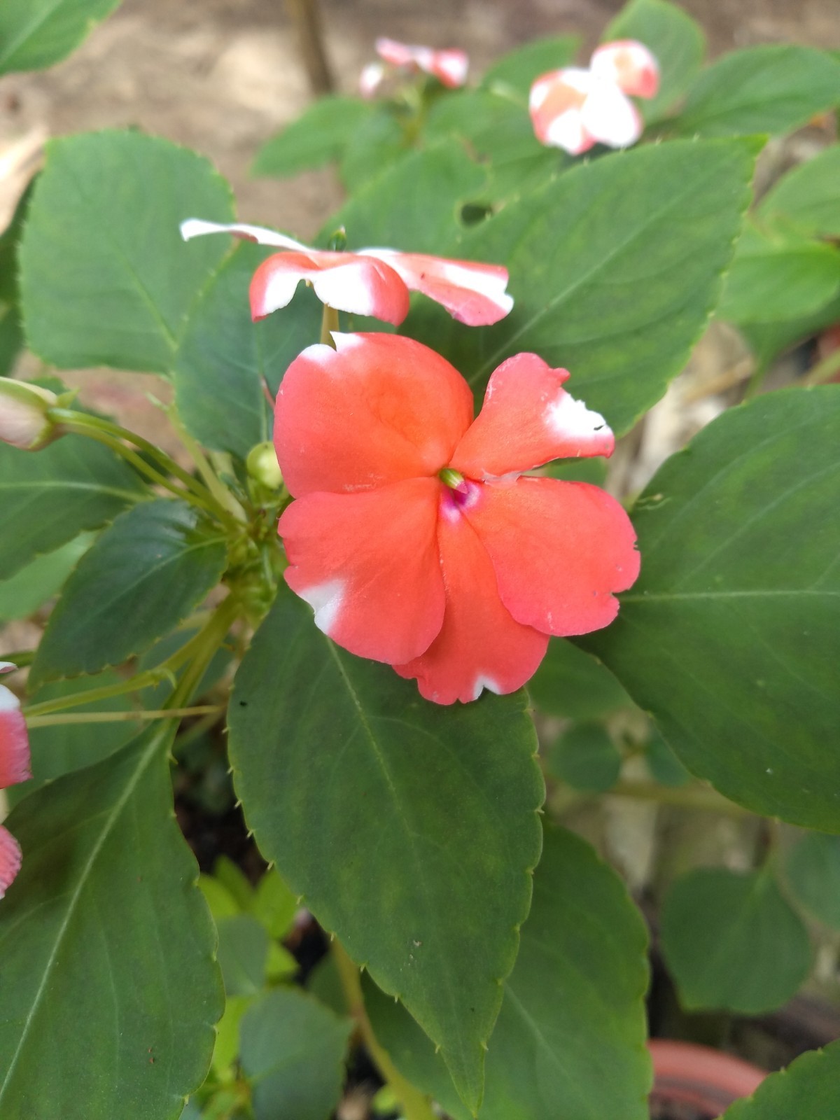 Impatiens walleriana