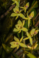 Epidendrum oxycalyx