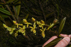 Epidendrum oxycalyx