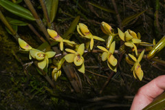 Epidendrum oxycalyx