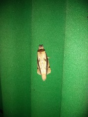 Calledema contingata