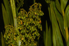 Epidendrum frutex