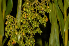Epidendrum frutex