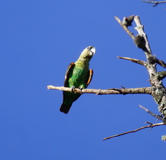 Poicephalus robustus