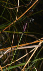 Sisyrinchium jamesonii