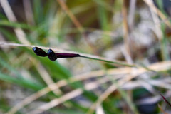 Sisyrinchium jamesonii