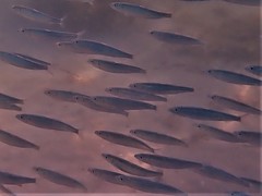 Spratelloides robustus