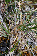 Sisyrinchium jamesonii