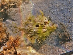 Chaetodermis penicilligerus