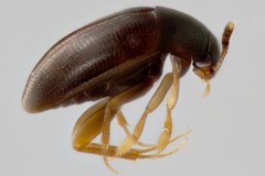 Ptomaphagus