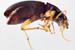 Harpalus spadiceus