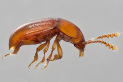 Catopocerus