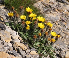 Scorzoneroides montana