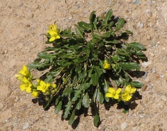 Brassica repanda