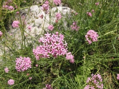 Centranthus angustifolius