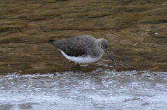 Tringa ochropus