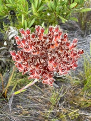 Dilatris pillansii