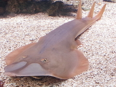 Glaucostegus cemiculus