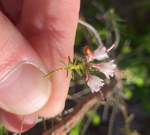 Hogsback Heath (Erica brownleeae)