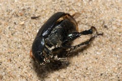 Anisoplia lata