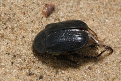 Anisoplia lata