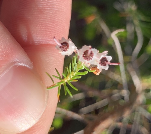 Image of Erica brownleeae by (c) Matthew Fainman, some rights reserved (CC BY)