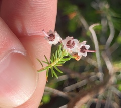 Erica brownleeae