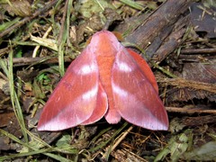 Othorene purpurascens