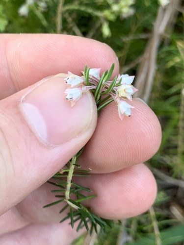 Image of Hogsback Heath (Erica brownleeae) by (c) Matthew Fainman, some rights reserved (CC BY)