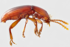 Catopocerus