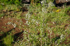 Erica brownleeae