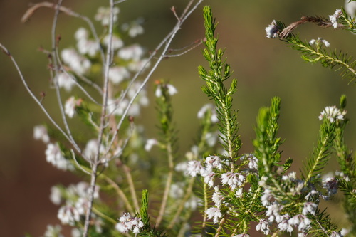 Image of Erica brownleeae by (c) Matthew Fainman, some rights reserved (CC BY)
