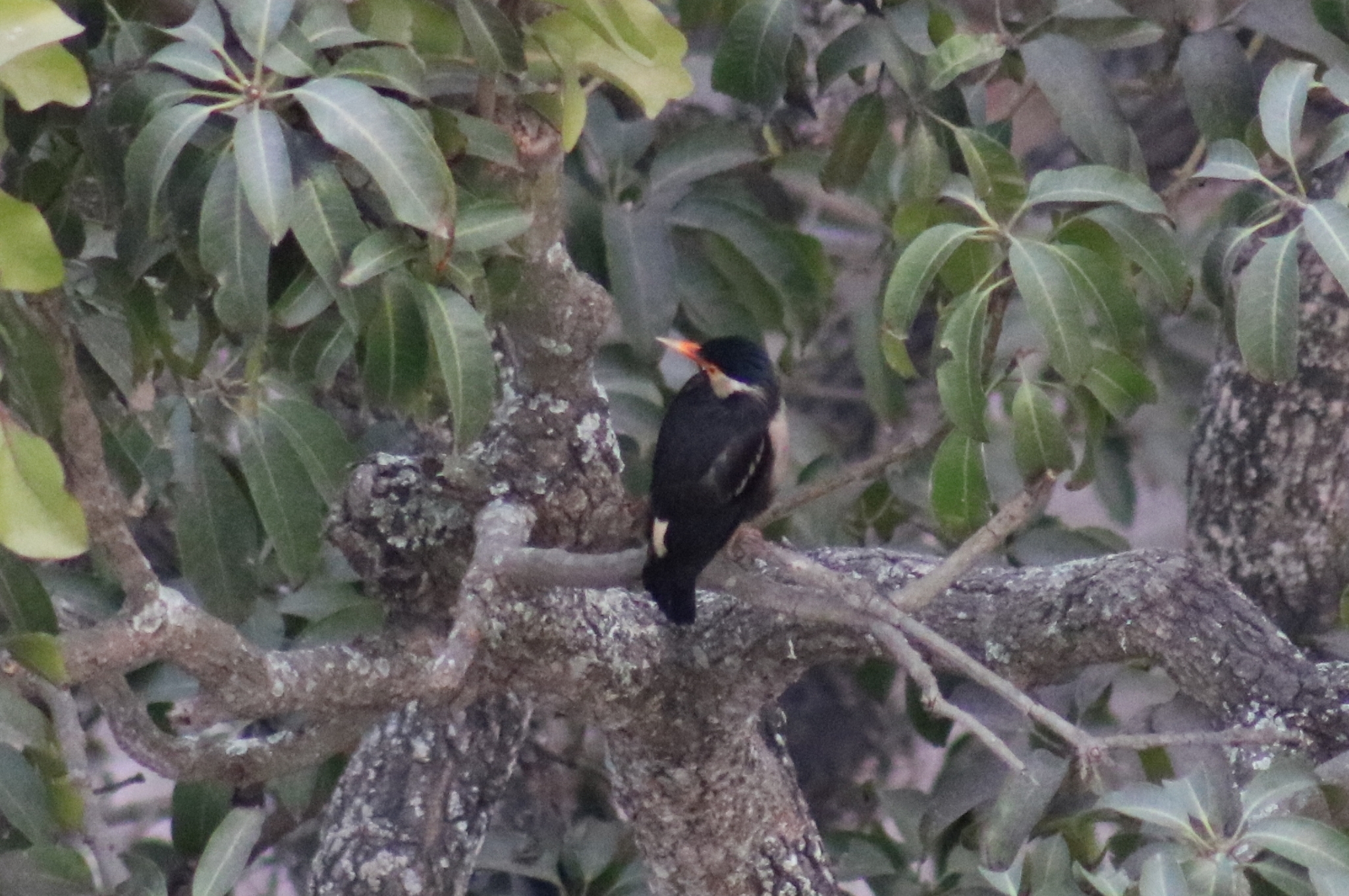 Indian Pied Myna