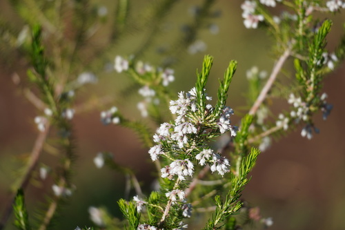 Image of Erica brownleeae by (c) Matthew Fainman, some rights reserved (CC BY)