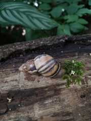 Orthalicus phlogerus