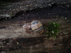 Orthalicus phlogerus