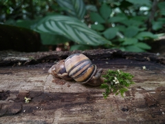 Orthalicus phlogerus