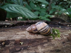 Orthalicus phlogerus